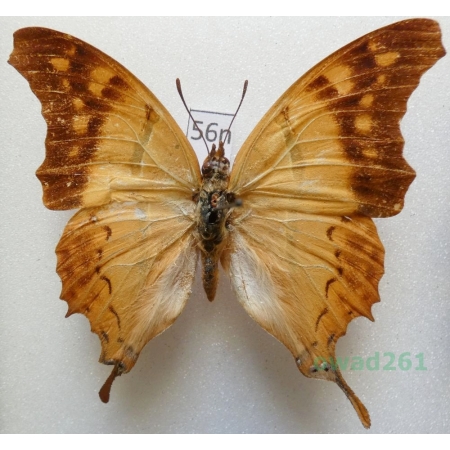 Charaxes zoolina dujardini Viette, 1971 Madagascar 53mm56n